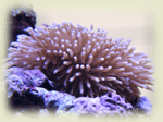 珊瑚水槽