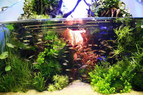 熱帯魚水槽