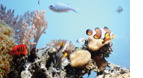 熱帯魚サンゴ水槽